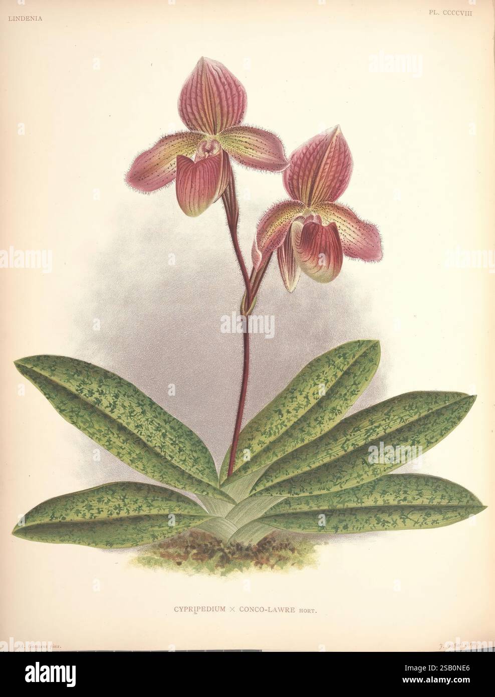Lindenia, Bruxelles, L. Linden, 1891-[1897?], Orchidaceae, periodici, opere pittoriche Foto Stock