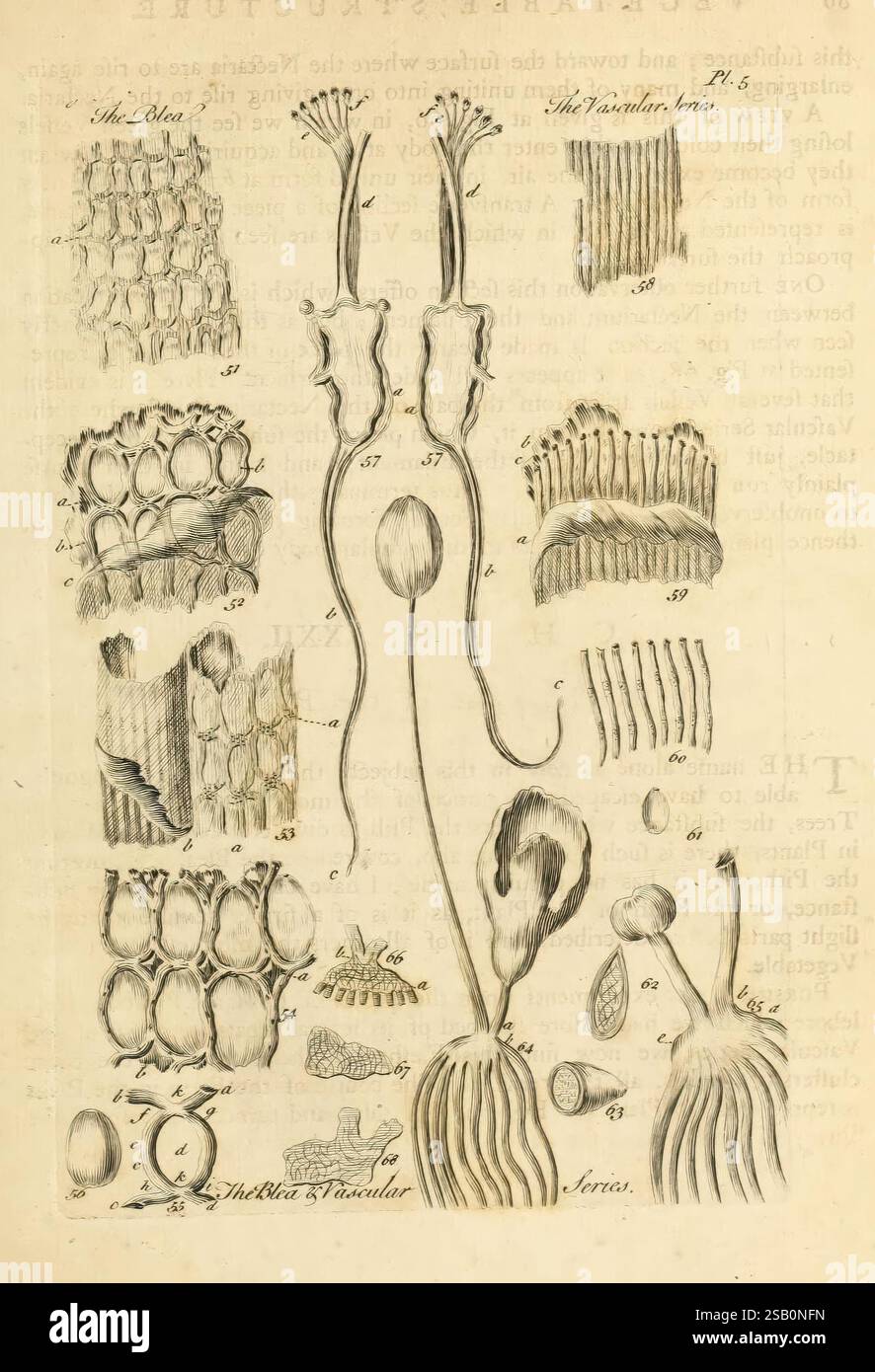 The Vegetable System, Londra, 1759-1763, Botany, Pictorial Works Foto Stock
