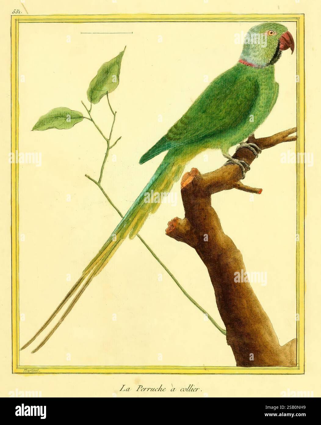 Planches enluminées d'histoire naturelle Parigi opere pittoriche zoologia uccelli Foto Stock