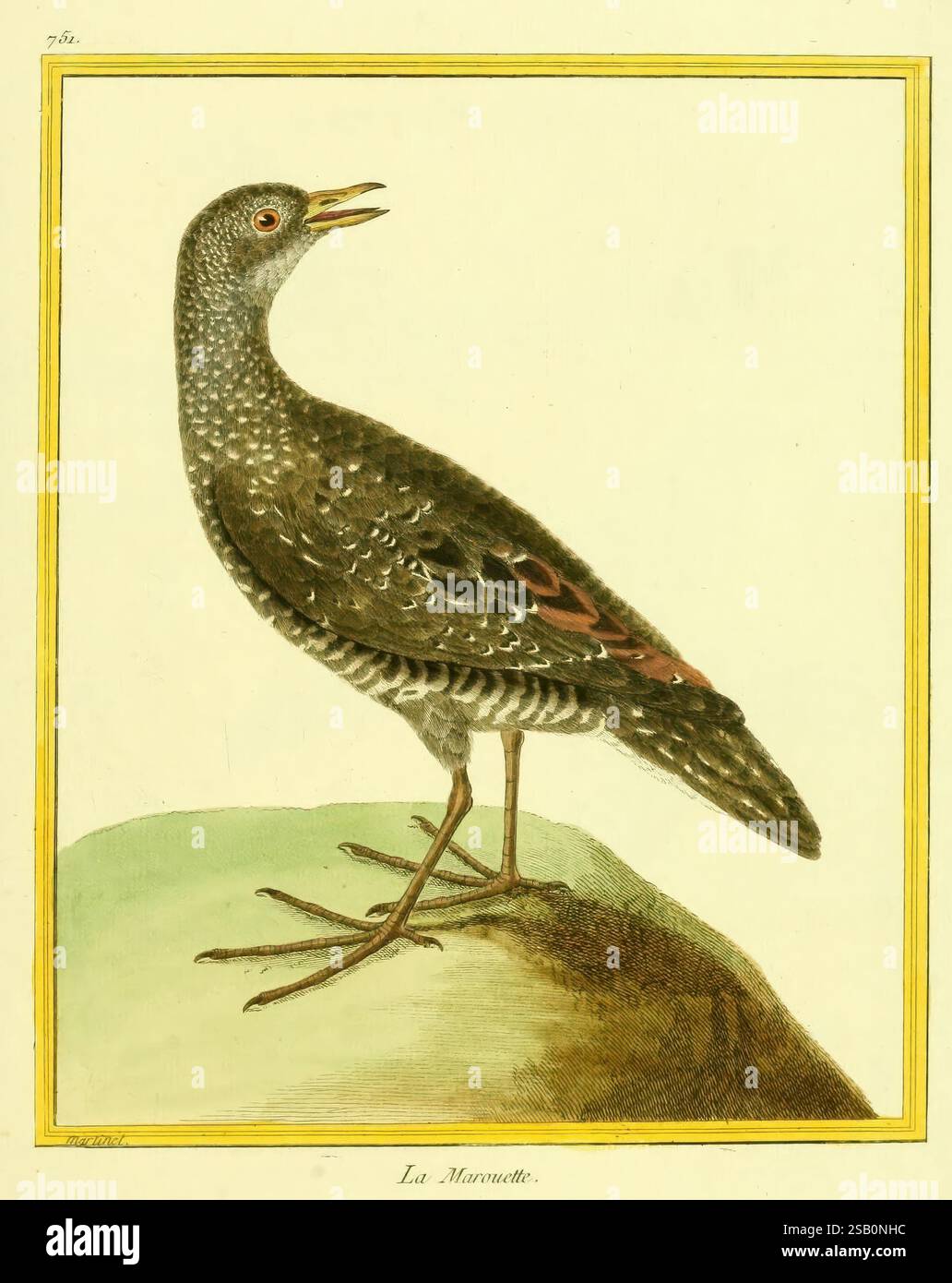 Planches enluminées d'histoire naturelle Parigi opere pittoriche uccelli zoologia Foto Stock