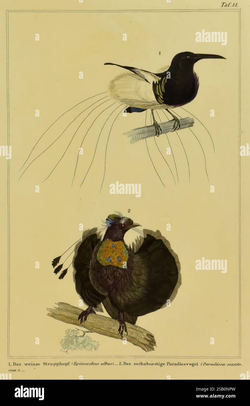 Praktische Naturgeschichte der Vögel, Lipsia, 1850, uccelli, opere pittoriche Foto Stock