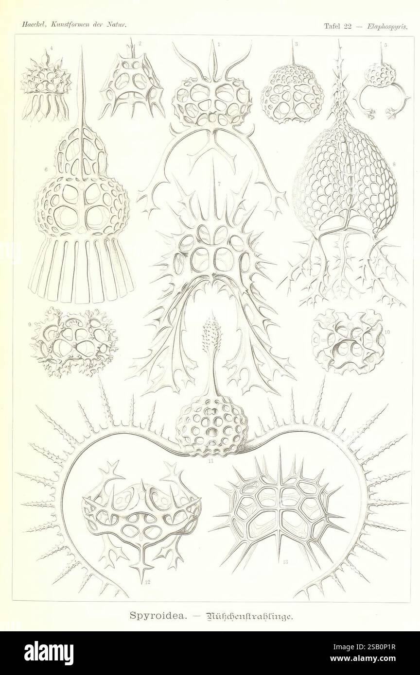 Kunstformen der Natur, Lipsia und Wien, Verlag des Bibliographischen Instituts, 1904, opere pittoriche, zoologia, radiolaria, Ernst Haeckel Foto Stock