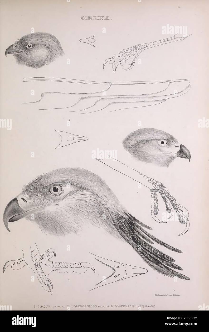 I generi di uccelli, 1849, uccelli, classificazione del comportamento, opere pittoriche, illustrazione ornitologica Foto Stock