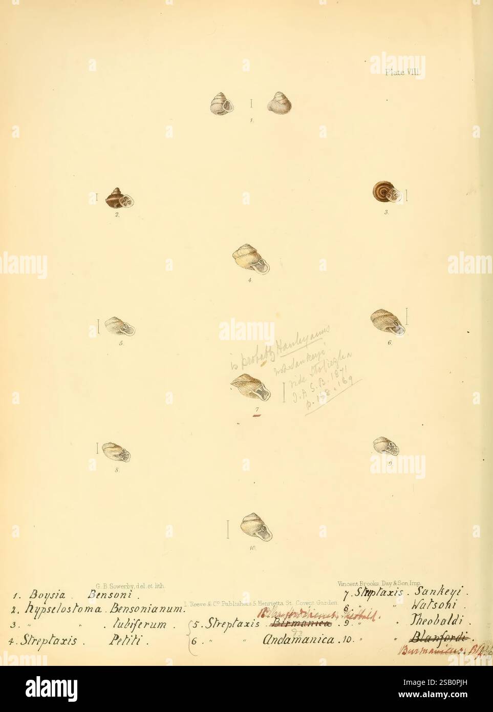 Conchologia indica, Londra, 1870-1876, conchiglie, India, molluschi, questa illustrazione dettagliata raffigura una serie di dodici esemplari di guscio distinti, meticolosamente disposti ed etichettati per lo studio. Ogni guscio è rappresentato con precisione, mostrando le loro forme e texture uniche. La disposizione comprende varie specie, come Bayonia Bensonii e Hypseleostoma Banjosianum, tra le altre. Le etichette accanto a ogni guscio forniscono nomi scientifici, facilitando l'identificazione e la classificazione. L'opera presenta anche annotazioni scritte a mano e un sigillo stampato, suggerendo che sia parte di un più ampio studio scientifico Foto Stock
