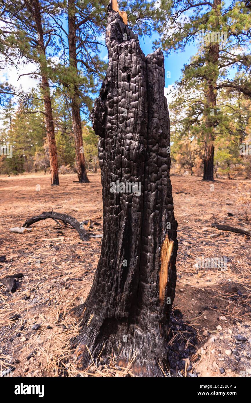 Un grosso ceppo d'albero con corteccia annerita e un tronco bruciato. Il ceppo è circondato da un campo di erba bruna Foto Stock