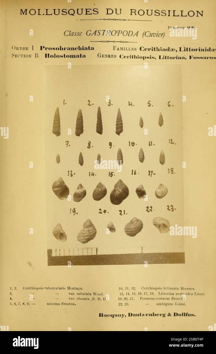 Les mollusques Marins du Roussillon Paris J.-B. Baillière 1882-1898 France Mollusks Roussillon Province, l'illustrazione mostra una serie di esemplari di conchiglie appartenenti alla classe Gastropoda, in particolare all'interno dell'ordine Prosobranchia e della sezione Holostomata. Questa placca educativa presenta varie famiglie, tra cui Cerithiidae e Littorinidae, con diverse forme e dimensioni distinte di conchiglie di molluschi meticolosamente etichettate. Ogni campione è numerato e accompagnato dal suo nome scientifico, fornendo preziose informazioni di identificazione. La composizione evidenzia la diversità del gasteropode Foto Stock