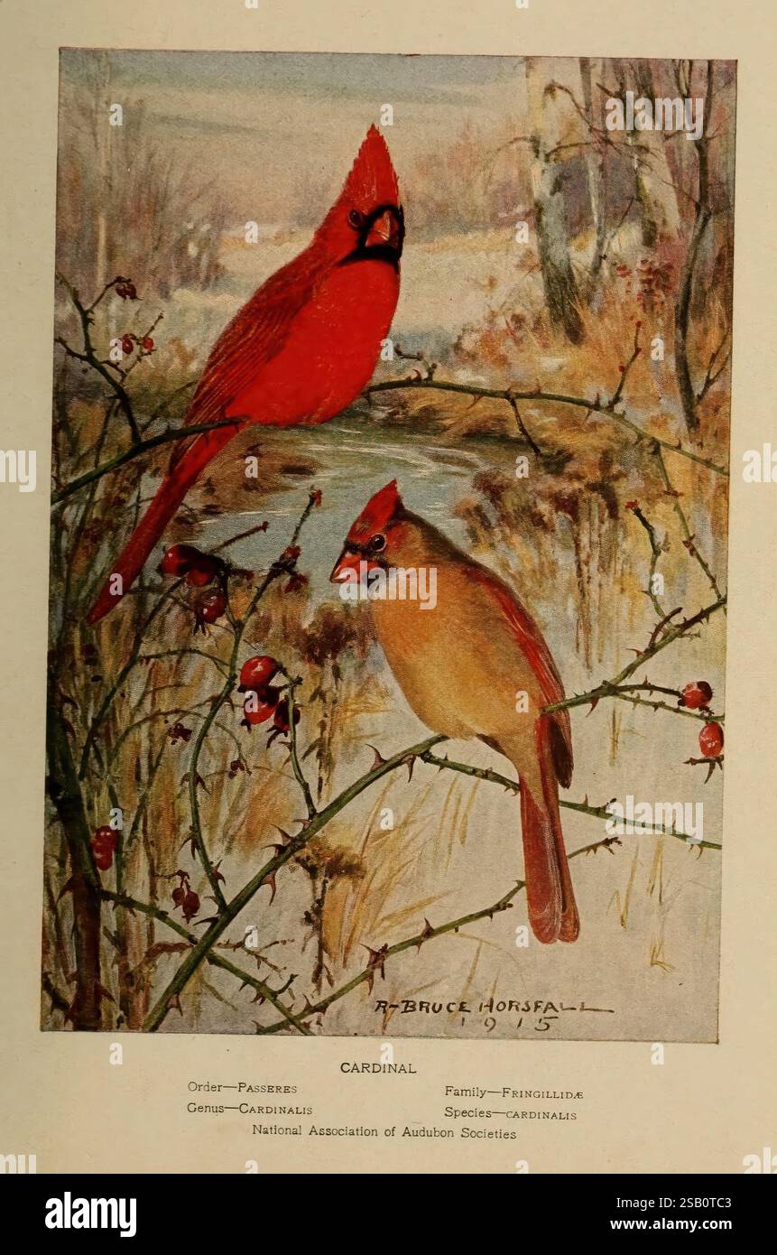 Piccoli amici in piume, New York, Barse & Hopkins [c1921], uccelli, cardinale, Cardinalis cardinalis, cardinale del nord, ornithology, Inez Nellie Canfield McFee, Robert Bruce Horsfall, Women in Science, due cardinali splendidamente illustrati sono raffigurati in un ambiente naturale sereno. Un cardinale maschile vibrante, risplendente nel suo pennacchio rosso, si trova in cima a un ramo, mentre un cardinale femminile più discreto, adornato di marrone tenue e sottili sfumature di rosso, si trova sotto. Lo sfondo presenta un paesaggio tranquillo con accenni di acqua e fogliame, che accentuano gli abitanti naturali dei cardinali Foto Stock