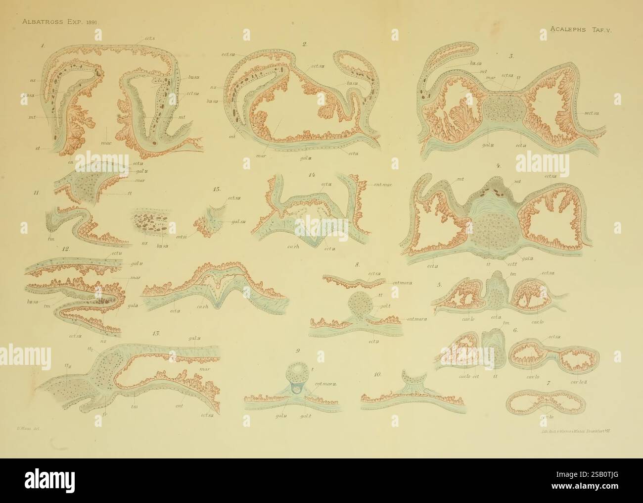 Die Medusen, Cambridge, 1897, meduse, albatross, piroscafo, questa illustrazione mostra una serie di disegni scientifici dettagliati che raffigurano varie forme di vita marina, concentrandosi in particolare su diverse specie del genere Acalyptus. Il grafico presenta sezioni con rendering meticolosamente rappresentate che visualizzano strutture anatomiche e disposizioni cellulari, complete di etichette e annotazioni per una maggiore chiarezza. Ciascun campione è delineato e ombreggiato per evidenziarne le caratteristiche peculiari e la morfologia, facilitando la comprensione delle loro caratteristiche biologiche. La composizione complessiva riflette l'intrigante Foto Stock