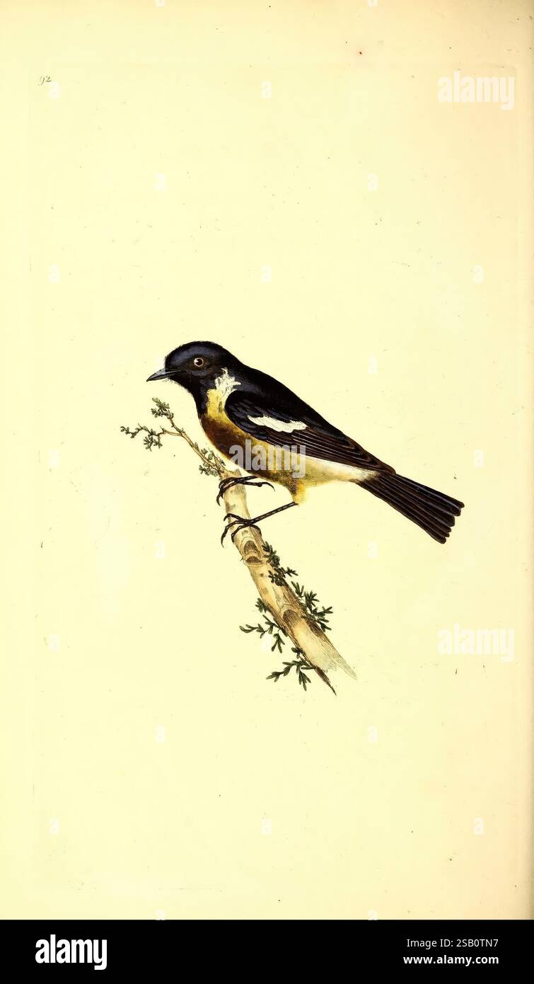 La storia naturale degli uccelli britannici, o Una selezione degli uccelli più rari, belli e interessanti che abitano questo paese, Londra, stampato per l'autore e per F. e C. Rivington, 1794[-1819], Birds, Great Britain, Identification, un vibrante songbird arroccato graziosamente su un ramo sottile, che mostra il suo straordinario piumaggio. L'uccello presenta una testa e ali nere audaci, che contrastano splendidamente con le sue ricche parti inferiori gialle e un distintivo strato di ali bianche. Sul ramo è possibile vedere un delicato fogliame, aggiungendo un tocco di natura alla scena. Questa illustrazione cattura l'essenza di TH Foto Stock