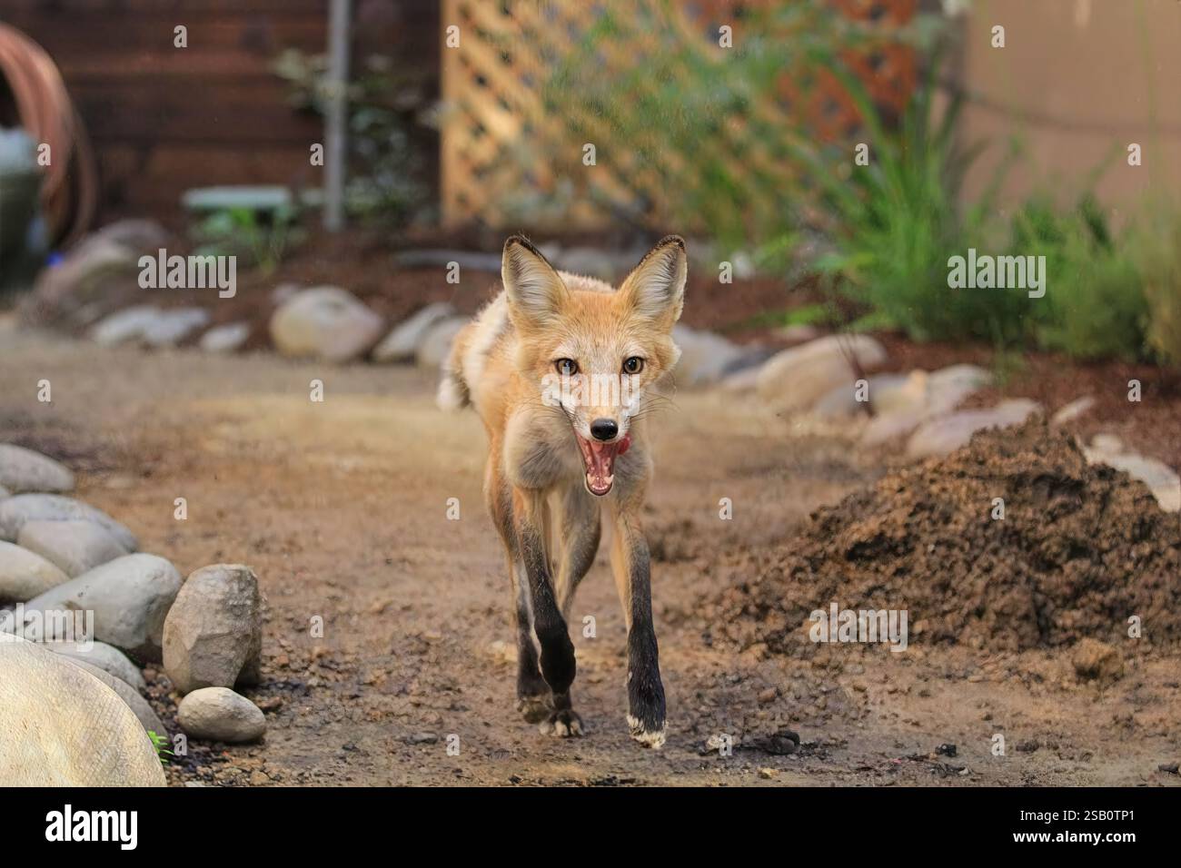 Volpe che si avvicina in modo divertente in un ambiente naturale, catturando la fauna selvatica in azione, ideale per i temi della natura e del comportamento degli animali. Foto Stock