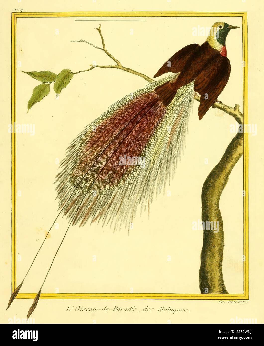 Planches enluminées d'histoire naturelle, Paris?, s.n, 1765-1783? Zoologia degli uccelli opere pittoriche Paradisaea guilielmi, Un uccello colorato arroccato graziosamente su un ramo. L'uccello presenta un'impressionante combinazione di piumaggio: Una testa marrone profonda e ali che si trasformano in un petto marrone chiaro e dorato. Le sue lunghe e fluide piume della coda sfoggiano una sfumatura di sfumature, che vanno dal marrone intenso al bianco argentato, creando un elegante display. Il ramo circostante è adornato da alcune foglie verdi, che esaltano la vivacità della scena. La composizione complessiva evidenzia l'aspetto maestoso dell'uccello A. Foto Stock