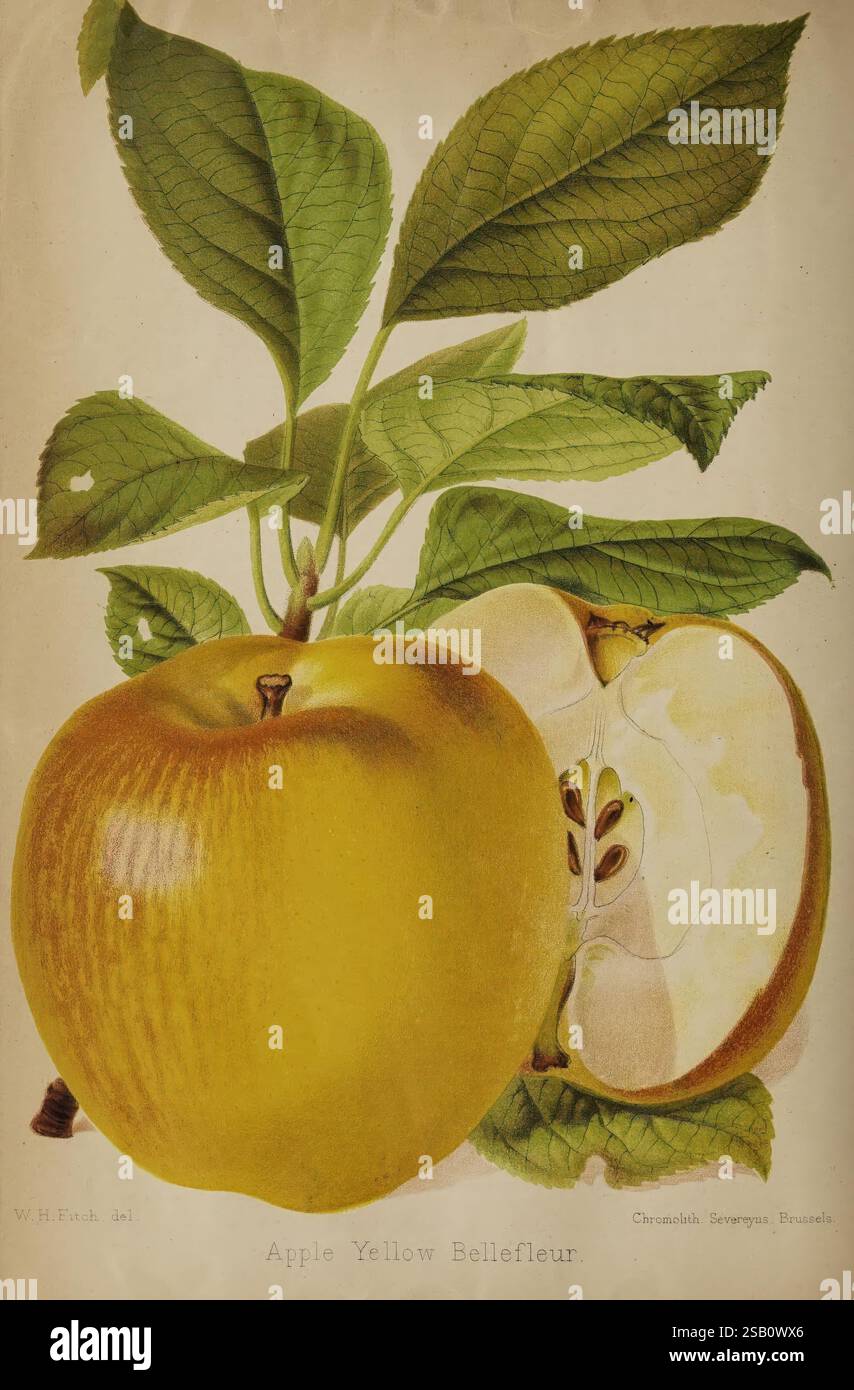 Il fiorista, Pomologist, giardiniere suburbano, Londra, 1880, giardinaggio floreale, cultura della frutta, giardinaggio, Gran Bretagna, periodici. una rappresentazione splendidamente illustrata della mela gialla Bellefleur, che mostra la sua pelle gialla vibrante e le lussureggianti foglie verdi. La composizione presenta un'intera mela insieme a un frutto dimezzato, rivelando il suo interno fresco e bianco e il caratteristico nucleo di semi. Dettagli delicati evidenziano la consistenza liscia della superficie della mela, mentre le foglie mostrano venature ricche e una lucentezza naturale, sottolineando la freschezza di questa varietà. Sotto l'illustrazione, il nome "giallo mela Foto Stock