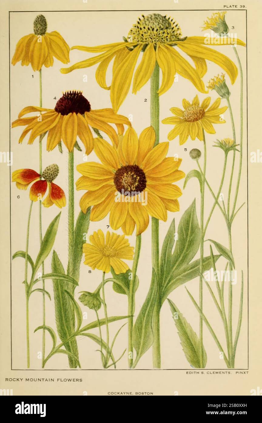 Flowers of Mountain and Plain, New York, H.W. Wilson Co, 1920, opere pittoriche, Montagne Rocciose, Stati Uniti occidentali, fiori selvatici, Edith Schwartz Clements, Una collezione di vibranti fiori delle Montagne Rocciose con varie specie tra lussureggianti foglie verdi. La composizione presenta grandi fiori gialli con distinte composizioni di petali, accanto a fiori più piccoli in calde tonalità di rosso e arancione. Ogni fiore è numerato per l'identificazione, con un delicato stile illustrativo che mette in risalto dettagli intricati come le texture dei petali e delle foglie. Questa rappresentazione botanica enfatizza la bellezza naturale A. Foto Stock