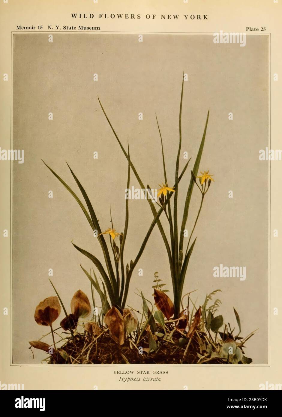 Wild, fiori, di, New York, Albany, Università, del, Stato, di, New York, 1918, stato di New york, pittorico, opere, fiori selvatici, tassonomia, fiori selvatici comuni, Un'illustrazione botanica mostra un vivace gruppo di fiori selvatici, in particolare il Willow Star Grass, scientificamente conosciuto come Hypoxis hirsuta. I delicati petali gialli dei fiori sono ben visibili contro le sottili lame verdi dell'erba, che crescono da un piccolo tumulo di terra. Intorno alla base, varie piccole piante e texture terrose aggiungono profondità alla composizione, sottolineando la bellezza di una S naturale Foto Stock