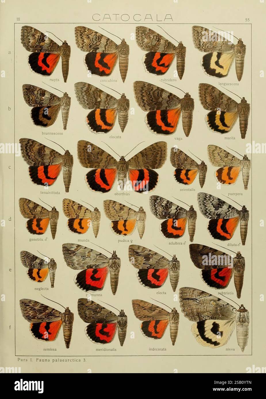 I, Macrolepidopteri, del, mondo, v, 3, piatti, Stoccarda, Seitz'schen, Kernen, 1906-1933, farfalle, lepidotteri, Un'illustrazione dettagliata che mostra una collezione di varie specie di farfalle Catocala, ciascuna chiaramente etichettata per l'identificazione. File di farfalle mostrano una serie di colori e motivi sorprendenti, evidenziando la diversità all'interno del genere Catocala. L'illustrazione è organizzata metodicamente, consentendo un facile confronto tra specie come Catocala nupta, Catocala cincinnata e altre, sottolineando le loro distintive marcature e colorazioni alari. Questa GU Foto Stock