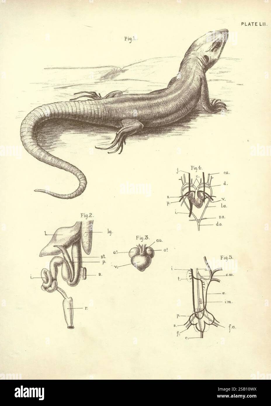 Illustrations of zoology: Invertebrates & vertebrates Edinburgh, Y.J. Pentland, 1889. Zoologia, opere pittoriche, questa illustrazione presenta uno studio anatomico dettagliato di una lucertola nella sezione superiore, che mostra la sua struttura corporea e caratteristiche prominenti come la coda allungata e gli arti distinti. Di seguito, l'illustrazione è suddivisa in più figure etichettate come Fig. Da 2 a Fig. 5, fornendo ulteriori informazioni sull'anatomia interna della creatura. Fig. 2 raffigura l'organo riproduttivo, mentre la Fig. 3 illustra il cuore, evidenziandone la posizione e le connessioni. Fig. 4 mostra un dettaglio Foto Stock