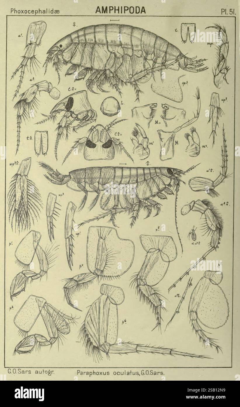 Un resoconto della Crustacea of Norway Amphipoda Plates Christiania, A. Cammermeyer, 1895-1928, Norvegia, Crustacea, un'illustrazione dettagliata raffigurante varie caratteristiche anatomiche della specie di anfipodi Paraphoxus oculatus, come documentato da G.O. SARS. La composizione include strutture marcate come antenne, boccali e gambe, fornendo una panoramica completa della morfologia dell'organismo. La disposizione evidenzia la complessità dell'anatomia dell'anfipode, mostrando sia la vista dorsale che quella ventrale, nonché appendici specifiche. Questa resa scientifica serve come riferimento per la Foto Stock