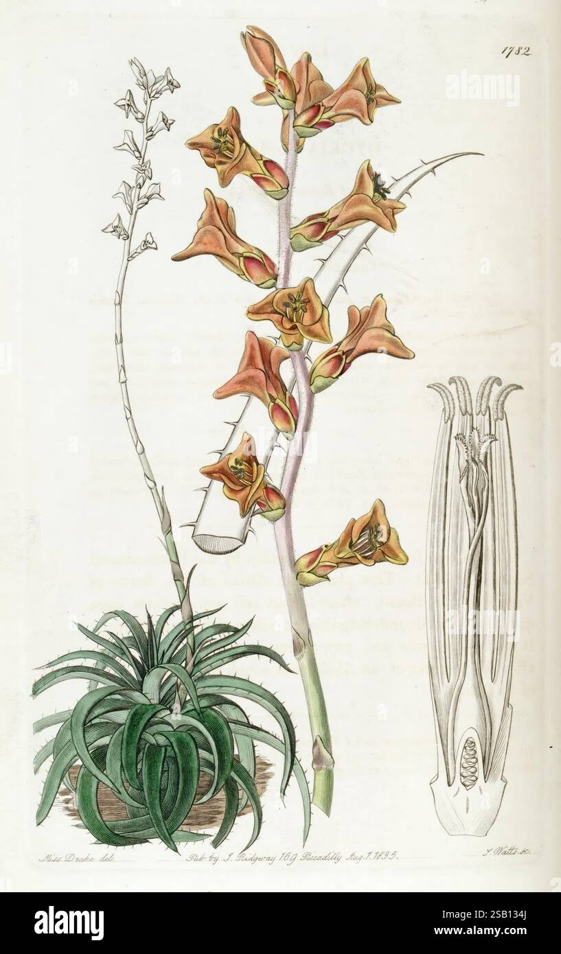 Registro botanico di Edwards Londra James Ridgway 1829-1847 1829 Ottocento illustrazione botanica Botania incisione rame Inghilterra incisioni supporti grafici Gran Bretagna colorazione a mano Icônes periodici opere pittoriche presentazione delle piante piante piante ornamentali 01 Sarah Anne Drake 2 donne nella scienza, questa illustrazione presenta uno studio botanico della specie vegetale Aloe duderiana. A sinistra, una dettagliata rappresentazione della pianta mostra le sue foglie spesse e succulente in una formazione di rosetta, che mostra una ricca consistenza con spiccati margini di foglia. A destra, emerge un alto stelo fiorito Foto Stock