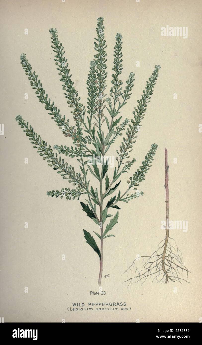 Farm, Weeds, of, Canada, Ottawa, Department of Agriculture, 1923, botanica, Canada, opere pittoriche, Weeds, Università, Toronto, biblioteche, l'illustrazione mostra una dettagliata rappresentazione di Wild Peppergrass, scientificamente conosciuto come Lepidium apetalum. La pianta presenta steli allungati e sottili adornati con ammassi di piccoli fiori verdastri in cima. Le sue foglie sono finemente divise, dando un aspetto piumato, e sono disposte lungo lo stelo. A destra, un'illustrazione etichettata del sistema radicale rivela la struttura sotterranea dell'impianto, evidenziando il contrasto tra il delicato sopra-groun Foto Stock