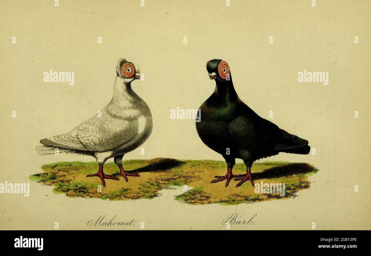 Un trattato sull'arte dell'allevamento e della gestione dei piccioni addomesticati stranieri e fantasiosi, l'autore 1858. Piccioni, tassonomia: Trinomiale = columba livia domestica, la scena presenta due distinti piccioni raffigurati fianco a fianco. A sinistra, un piccione bianco, caratterizzato dal suo piumaggio luminoso e da un corpo arrotondato, si erge in modo poisato, mostrando il suo aspetto elegante. I suoi occhi sono circondati da un sorprendente alone rossastro, che contribuisce al suo fascino unico. Sulla destra, un piccione nero mostra una figura robusta e solida, con un rivestimento lucido che assorbe la luce, sottolineandone la robustezza. Simila Foto Stock
