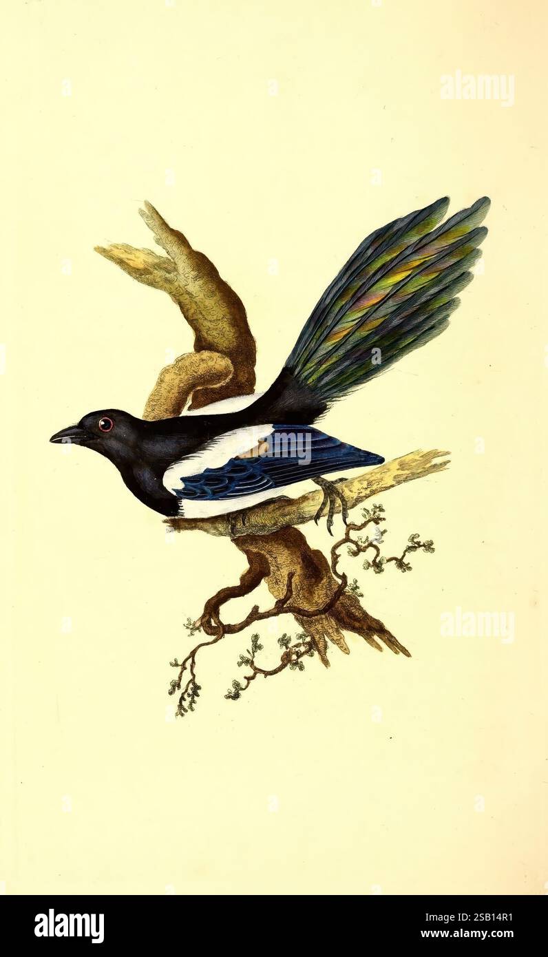 La storia naturale degli uccelli britannici, o Una selezione degli uccelli più rari, belli e interessanti che abitano questo paese, Londra, stampato per l'autore e per F. e C. Rivington, 1794[-1819], Birds, Great Britain, Identification, una suggestiva rappresentazione di un uccello a metà volo, che mostra il suo vivace piumaggio. Il corpo dell'uccello è principalmente nero, contrassegnato da un'audace striscia bianca sulle ali. Le sue piume di coda mostrano un'incredibile pendenza iridescente, che passa dal blu intenso al verde, suggerendo un'attenta attenzione ai dettagli nell'illustrazione. È appollaiato graziosamente su un ramo ado Foto Stock