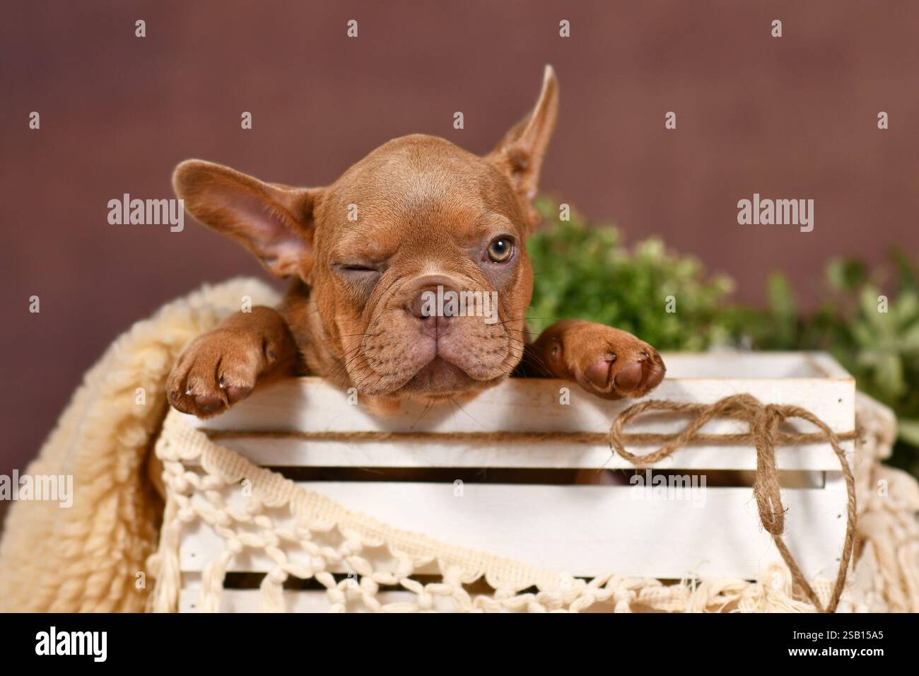 Simpatico cucciolo Bulldog francese avvolgente in una scatola di fronte allo sfondo marrone con decorazioni in stile boho Foto Stock