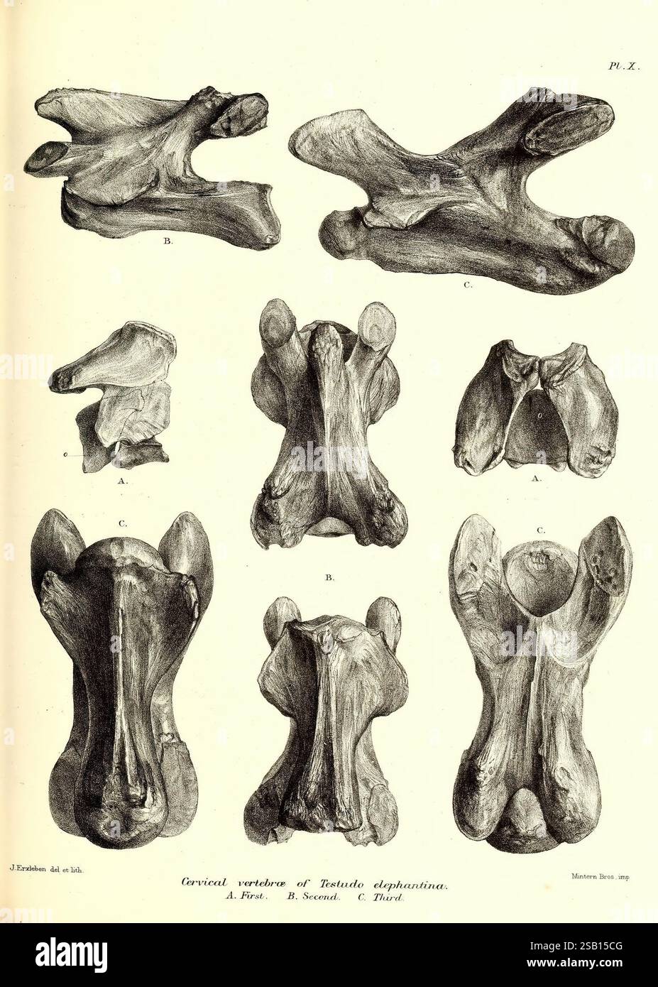 Le gigantesche tartarughe di terra (viventi ed estinte) nella collezione del British Museum, Londra, 1877, Testudinidae, Turtles, questa illustrazione mostra varie vedute delle vertebre, in particolare quelle appartenenti alla specie *Tritudo asperrima*. Il diagramma include più sezioni etichettate, che forniscono informazioni anatomiche dettagliate sulla struttura vertebrale. Ogni vertebra è rappresentata da angolazioni diverse, evidenziando caratteristiche morfologiche uniche come la forma e la connettività dei processi. Questo studio contribuisce alla comprensione dell'anatomia vertebrata e della biologia evolutiva, em Foto Stock