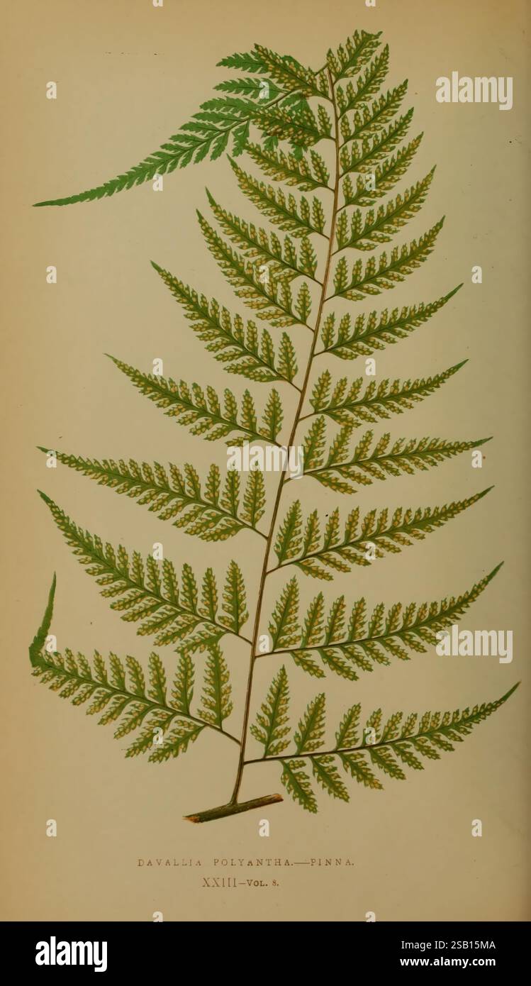 Felci: Inglesi ed esotiche, 1856-60, felci, Un'illustrazione dettagliata della pianta di poliantha di Davallia, che mostra le sue intricate fronde. La composizione evidenzia la delicata struttura delle foglie, finemente suddivise in pinne multiple. Ogni pinna mostra una gradazione di lussureggianti toni verdi, enfatizzando la bellezza naturale della pianta. Sotto l'illustrazione, il nome scientifico è elegantemente inciso, insieme al volume e al numero di emissione, indicando il suo posto nella letteratura botanica. L'estetica generale cattura l'essenza degli studi botanici, celebrando la diversità della vita vegetale. Foto Stock