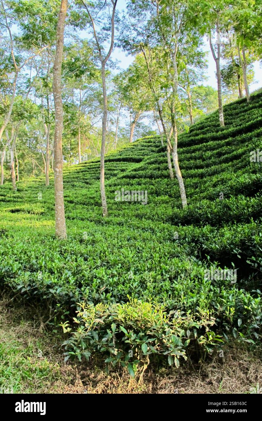 Lussureggiante piantagione di tè a Sylhet, Bangladesh, con file terrazzate di cespugli di tè e alti alberi ombreggiati, caratteristica dell’industria del tè della regione. Foto Stock