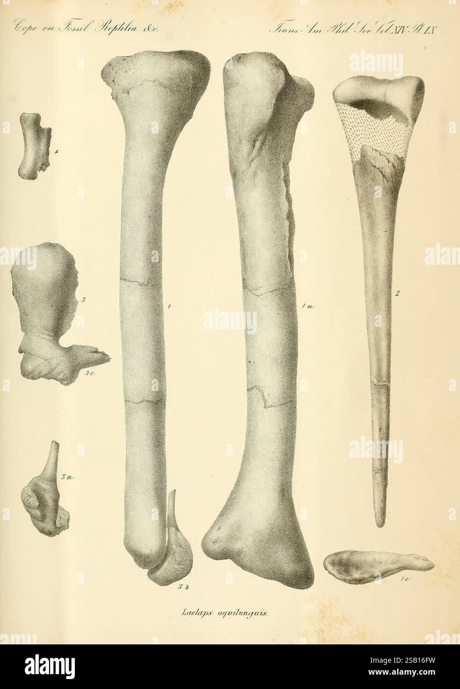 Synopsis of the Exinct Batrachia, Reptilia and Aves of North America, Philadelphia, McCalla & Stavely, 1869, vertebrati fossili, uccelli fossili, rettili fossili, anfibi fossili, storie fossili, un'illustrazione raffigurante una serie di elementi scheletrici, che mostrano varie strutture ossee. L'attenzione centrale è concentrata su tre ossa allungate, con etichette dettagliate che indicano i loro nomi anatomici. Intorno alle ossa principali si trovano frammenti più piccoli, che suggeriscono uno studio completo delle caratteristiche osteologiche. Il rendering enfatizza i contorni e le trame delle ossa, evidenziandone il segno anatomico Foto Stock