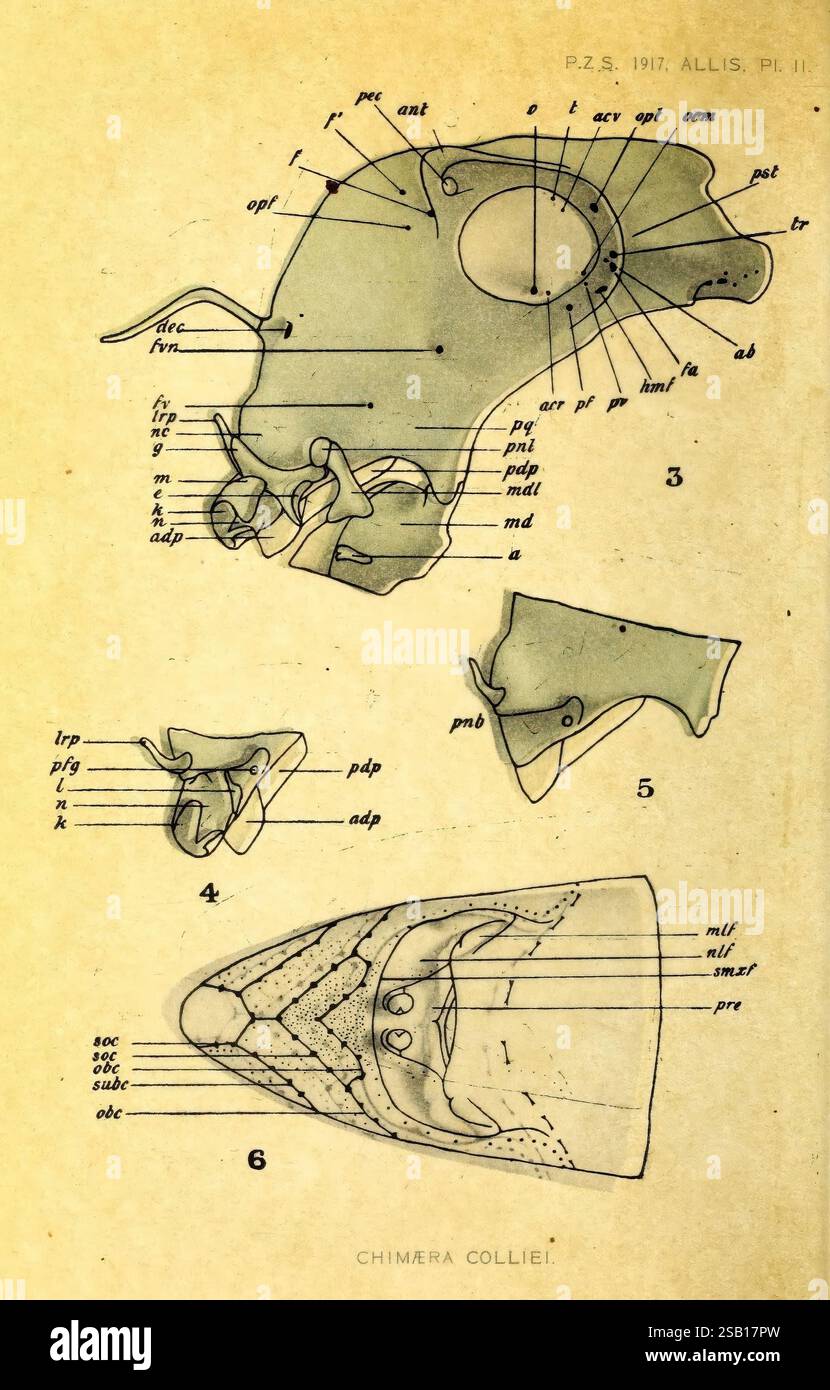 Proceedings of the Zoological Society of London, London, Academic Press Periodicals, Zoology, l'illustrazione presenta diagrammi anatomici dettagliati del cranio e della struttura della mascella di Chimæra colliei, una specie di pesci cartilaginei comunemente noti come pesce spogliarello o chimera. Il primo diagramma fornisce una vista laterale del cranio, con etichette che indicano varie parti come l'osso frontale (fr), nasale (n) e vari processi e articolazioni (ad esempio, dir, psp). Ulteriori diagrammi etichettati mostrano diverse viste e aspetti della struttura delle ganasce, evidenziando componenti come il palatino ( Foto Stock
