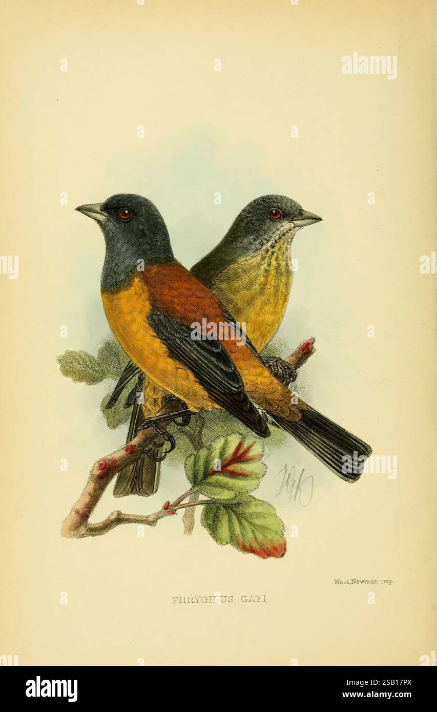 Gli uccelli della Terra del fuoco 1907 Argentina Birds Chile Phrygilus gayi Ornithology Richard Crawshay John Gerrard Keulemans Sierra finch con cappuccio grigio, due vivaci uccelli sono appollaiati su un ramo frondoso, mostrando il loro sorprendente piumaggio. L'uccello sulla sinistra mostra una testa blu-grigia scuro, con un petto e parti inferiori arancione brillante, che contrastano splendidamente con il fogliame verde circostante. Il suo compagno, sulla destra, presenta una tavolozza di colori più tenui, con tonalità verde oliva sul dorso e un sottoscocca giallastro. Entrambi gli uccelli mostrano una postura elegante e raffinata, con la testa leggermente girata come se fossero Foto Stock