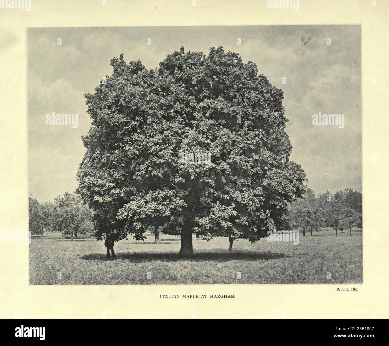 The Trees of Great Britain & Ireland Edinburgh Priv. stampa. 1906-13 Gran Bretagna Irlanda alberi, Un grande e maestoso albero si erge prominentemente al centro, mostrando un baldacchino pieno di fitte fogliame. Il suo robusto tronco è circondato da una distesa erbosa, e alcuni alberi distanti possono essere visti sullo sfondo, suggerendo un paesaggio sereno. Il cielo è caratterizzato da nuvole leggere che creano un'atmosfera tranquilla. Questa scena cattura la bellezza della natura e la grandezza dell'albero, sottolineandone il significato nell'ambiente circostante. Foto Stock