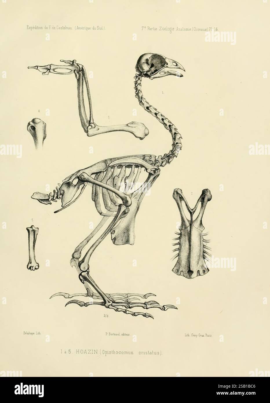 Expédition dans les parties centrales de l'Amérique du Sud, Parigi, Chez P. Bertrand, 1850-1859., Un'illustrazione dettagliata della struttura scheletrica dell'hoatzin (Opisthocomus cristatus), una specie di uccelli unica originaria del Sud America. Il diagramma presenta lo scheletro completo, insieme a viste ravvicinate di singole ossa come il cranio, le ossa degli arti e la gabbia toracica. Ogni componente è etichettato in modo complesso, fornendo informazioni sull'anatomia dell'uccello. L'hoatzin è noto per le sue caratteristiche fisiche distinte, tra cui le sue grandi dimensioni corporee e gli artigli prominenti sulle ali di giovani uccelli, whic Foto Stock