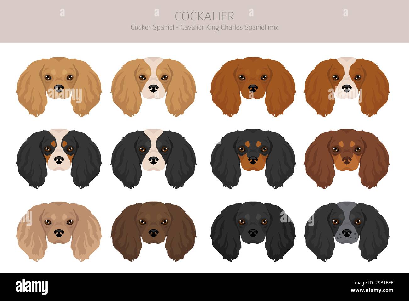 Cockalier clipart. Cocker Spaniel Cavalier King Charles Spaniel mix. Set di colori diversi. Illustrazione vettoriale Illustrazione Vettoriale