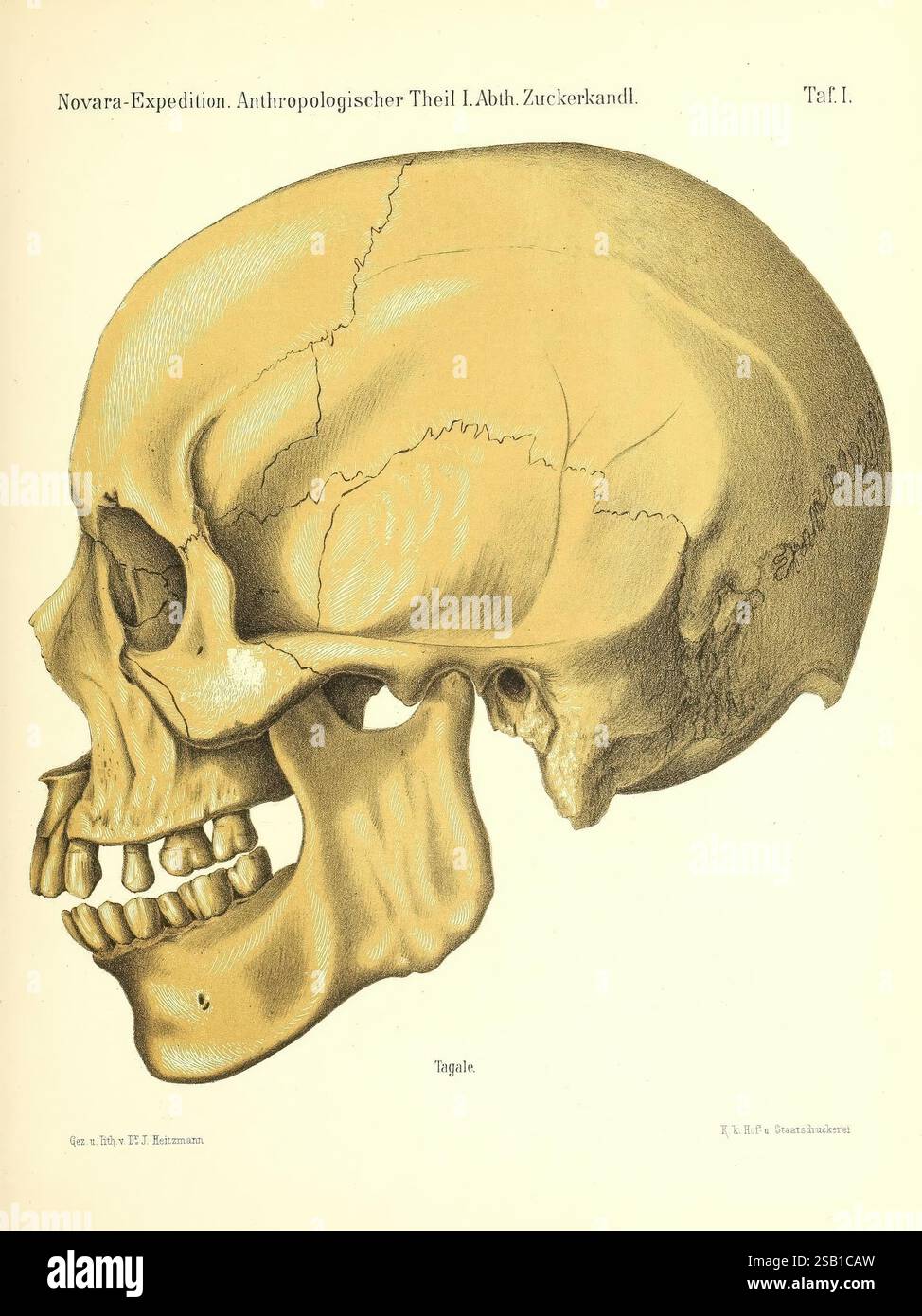 Reise der österreichischen Fregatte Novara Wien, Kaiserlich-Königlich 1861-75. Questa illustrazione mostra una vista laterale dettagliata di un cranio umano, che mostra la sua struttura anatomica. Il cranio è raffigurato con particolare attenzione ai contorni e alle caratteristiche, tra cui la cresta della fronte, le prese oculari, la cavità nasale e la struttura dentale. Le etichette di accompagnamento identificano varie parti del cranio, sottolineandone l'importanza negli studi antropologici. Lo sfondo è minimo, in modo da garantire che l'attenzione rimanga sui dettagli intricati dell'anatomia cranica. Questa rappresentazione contribuisce al underst Foto Stock