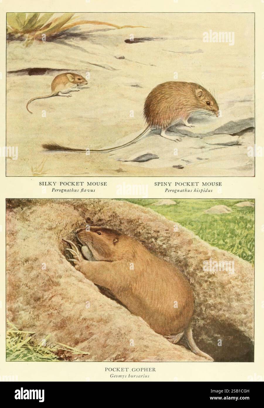 Animali selvatici del Nord America, Washington, D.. C, mammiferi, Nord America, Perognathus flavus, Chaetodipus hispidus, Geomys bursarius, Edward William Nelson, Louis Agassiz Fuertes, topo tascabile setoso, topi, Perognathus hispidus, topo tascabile spinoso, topo tascabile hispid, gopher tascabile delle pianure, l'illustrazione presenta tre specie di piccoli roditori comunemente presenti in Nord America. La sezione superiore presenta il mouse tascabile Silky, identificabile dal suo corpo delicato e dai grandi occhi, evidenziato su uno sfondo chiaro. Accanto a esso si trova il mouse Spiny Pocket, caratterizzato dalla pelliccia spinosa e dal sottile motivo Foto Stock