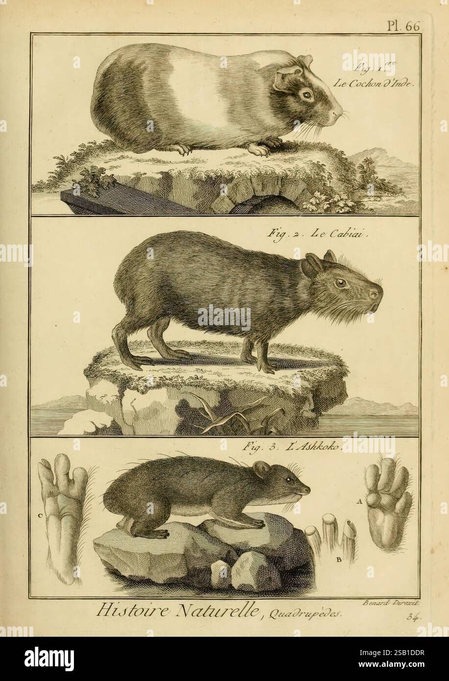 Mammalogie, ou, Description des espèces de mammifères, A Paris, Chez Mme. Veuve Agasse, imprimeur-libraire, 1820-1822, enciclopedie, mammiferi, l'illustrazione mostra tre specie di roditori distinte, ciascuna esposta su piedistalli rocciosi individuali sullo sfondo naturale. In cima, la caverna, conosciuta come "le Cochon d'Inde", è raffigurata con il suo corpo robusto e le gambe corte, mostrando la sua forma arrotondata e le sue caratteristiche espressive. Sotto di essa, la seconda figura presenta il "Cochin", un roditore di medie dimensioni con corpo allungato e posizione agile, che ne evidenzia l'adattabilità in vari habitat. i in fondo Foto Stock