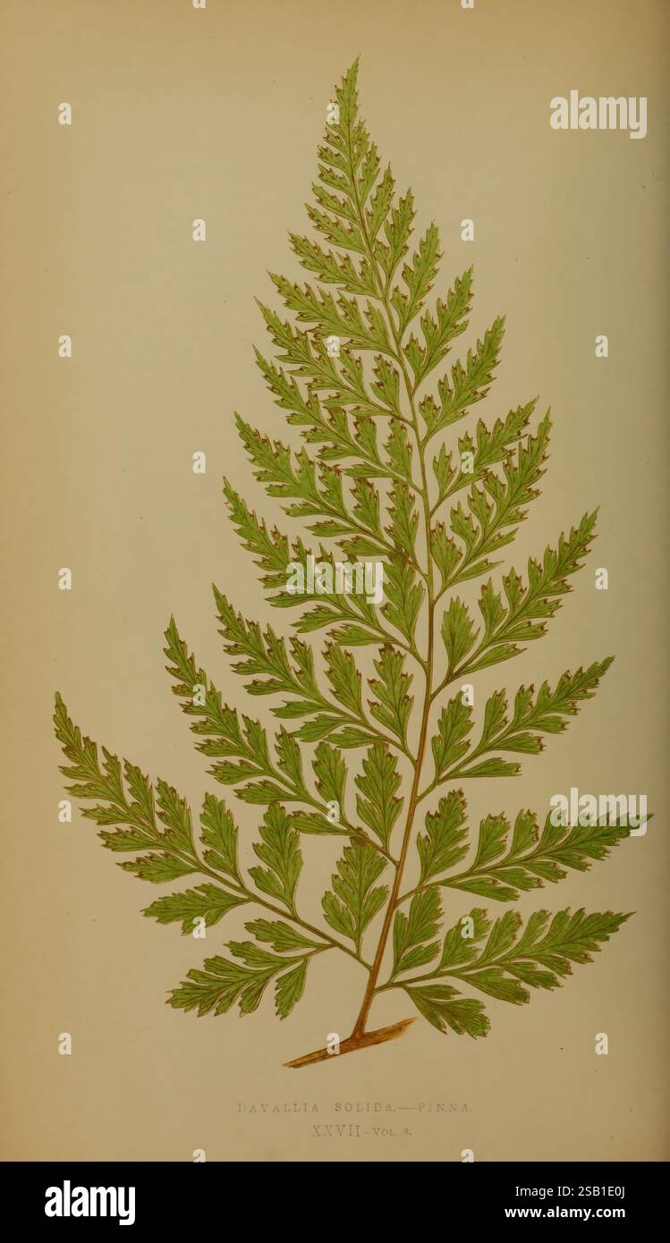Felci: Britanniche ed esotiche 1856-60. Felci, Un'illustrazione dettagliata di una felce finemente strutturata nota come Davallia solida, che mostra le sue fronde allungate e volantini suddivisi in modo complesso. La ricca vegetazione verde mette in mostra i delicati motivi e le texture tipiche di questa specie, evidenziando l'elegante simmetria della sua disposizione pinnata. Ogni segmento della foglia cattura l'essenza della bellezza naturale della pianta, esaltandone il fascino botanico. Foto Stock