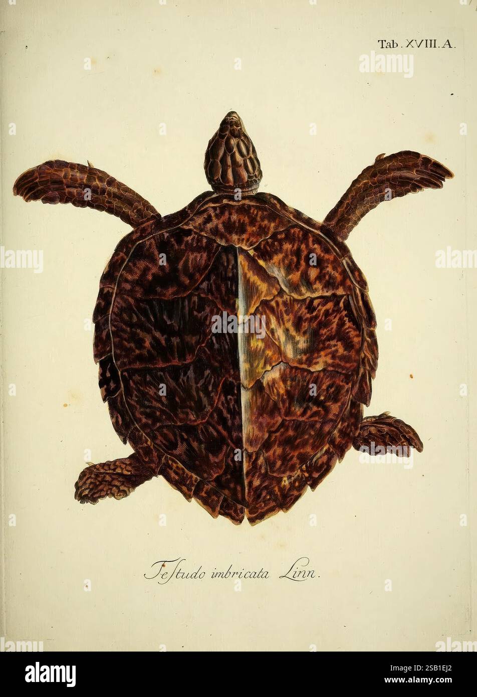 D. königl di Johann David Schöpf. Preuss. Hofraths Naturgeschichte der Schildkröten, Erlangen, Bey Johann Jakob Palm, 1792-1801. Opere pittoriche, tartarughe, Eretmochelys imbricata, Testudo imbricata, tartarughe marine hawksbill, erpetologia, rettili, l'illustrazione mostra una dettagliata raffigurazione di una tartaruga, che mostra il suo caratteristico guscio rigido con motivi intricati. La tartaruga è presentata da una vista dorsale, consentendo una visione chiara delle sue marcature distinte e della struttura dei suoi arti. Le sue pinne sono estese, mostrando l'eleganza naturale della sua forma. Sotto l'illustrazione, la scheda Foto Stock