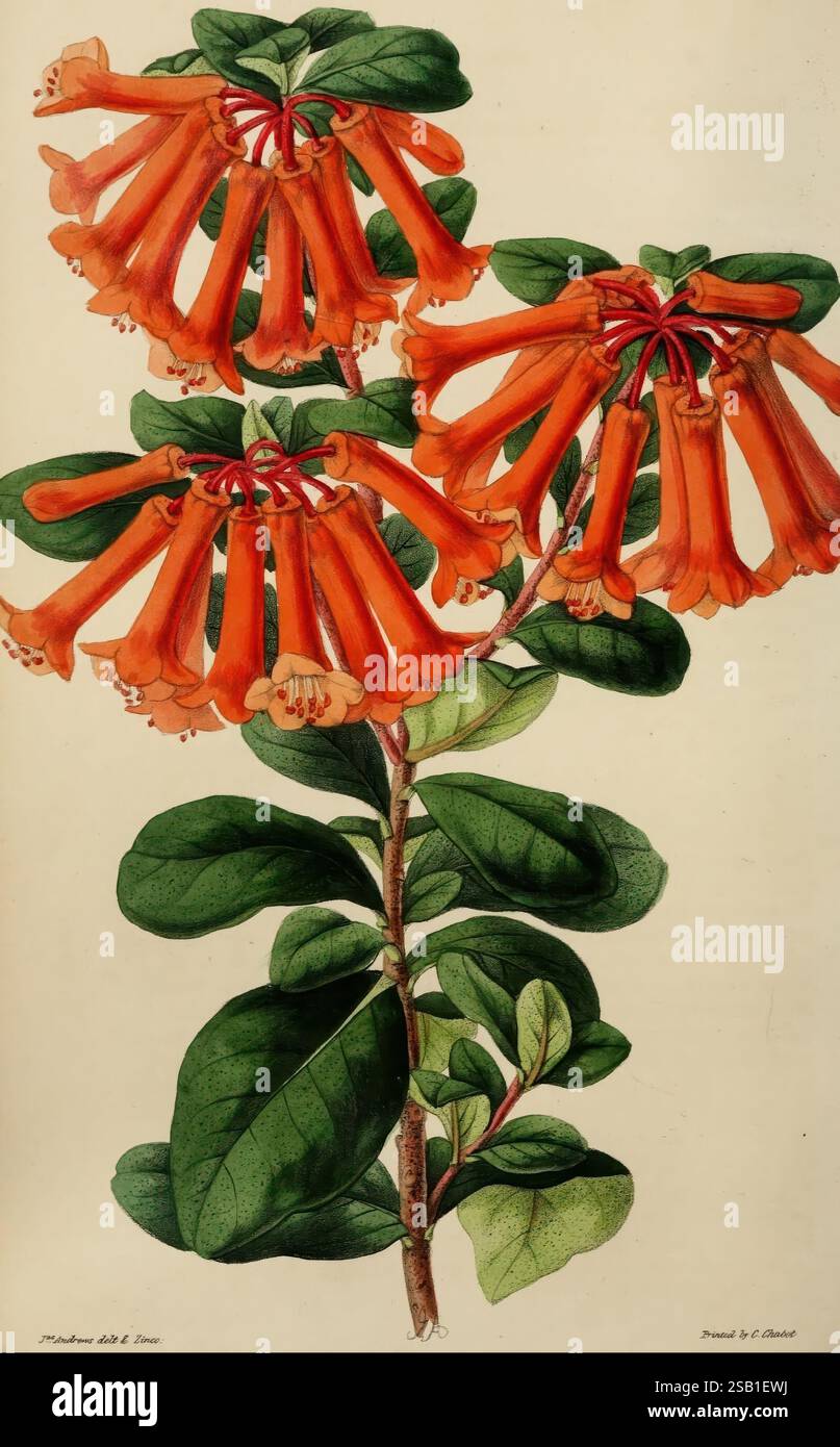 Il fiorista, il fruitista e la miscellanea del giardino. London, Chapman and Hall, 1852-, floricoltura, floricoltura, floricoltura, frutta, cultura della frutta, giardinaggio, Gran Bretagna, periodici, questa illustrazione mostra un vivace gruppo di fiori a forma di tromba con una ricca tonalità arancione, elegantemente disposti su un gambo frondoso. I fiori hanno una forma tubolare distintiva, con delicati lobi alle punte, che creano un fascino visivo sorprendente. Intorno alle fioriture sono presenti foglie lussureggianti e verdi che esaltano la bellezza generale della composizione, contribuendo a un senso di vitalità e di eleganza naturale. La descrizione dettagliata h Foto Stock