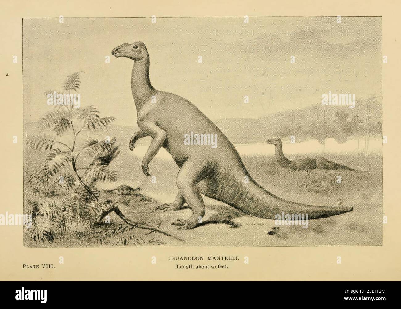 Extinct, Monsters, Londra, Chapman & Hall, 1896, animali estinti, Paleontologia, Iguanodon, Joseph Smith, l'illustrazione raffigura un Iguanodon mantelli, un grande dinosauro erbivoro del Cretaceo inferiore. La creatura è mostrata in piedi sulle sue zampe posteriori in un paesaggio naturale, caratterizzato da felci lussureggianti e un sereno corpo d'acqua sullo sfondo. Il suo corpo lungo e robusto è caratterizzato da gambe potenti e un distintivo picco per il pollice, che potrebbe essere stato utilizzato per il foraggiamento o la difesa. In lontananza, un altro dinosauro è parzialmente visibile, aggiungendo all'ambiente preistorico. La scena cattura Foto Stock