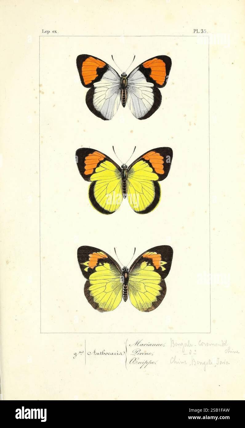 Histoire naturelle des lépidoptères exotiques Paris Pauquet editeurs 1835 [-1836] introdusse insetti lepidopteri opere pittoriche falena delle farfalle, questa illustrazione presenta tre farfalle distinte visualizzate in una disposizione verticale. La farfalla superiore sfoggia un'impressionante motivo alare con una combinazione di bianco e arancione profondo lungo i bordi. La farfalla centrale mostra una vivace tonalità gialla con marcature nere a contrasto, creando un forte impatto visivo. La farfalla inferiore presenta anche una miscela di tonalità gialle e nere, ma con una forma e un design alare diversi. Sotto il butterfl Foto Stock