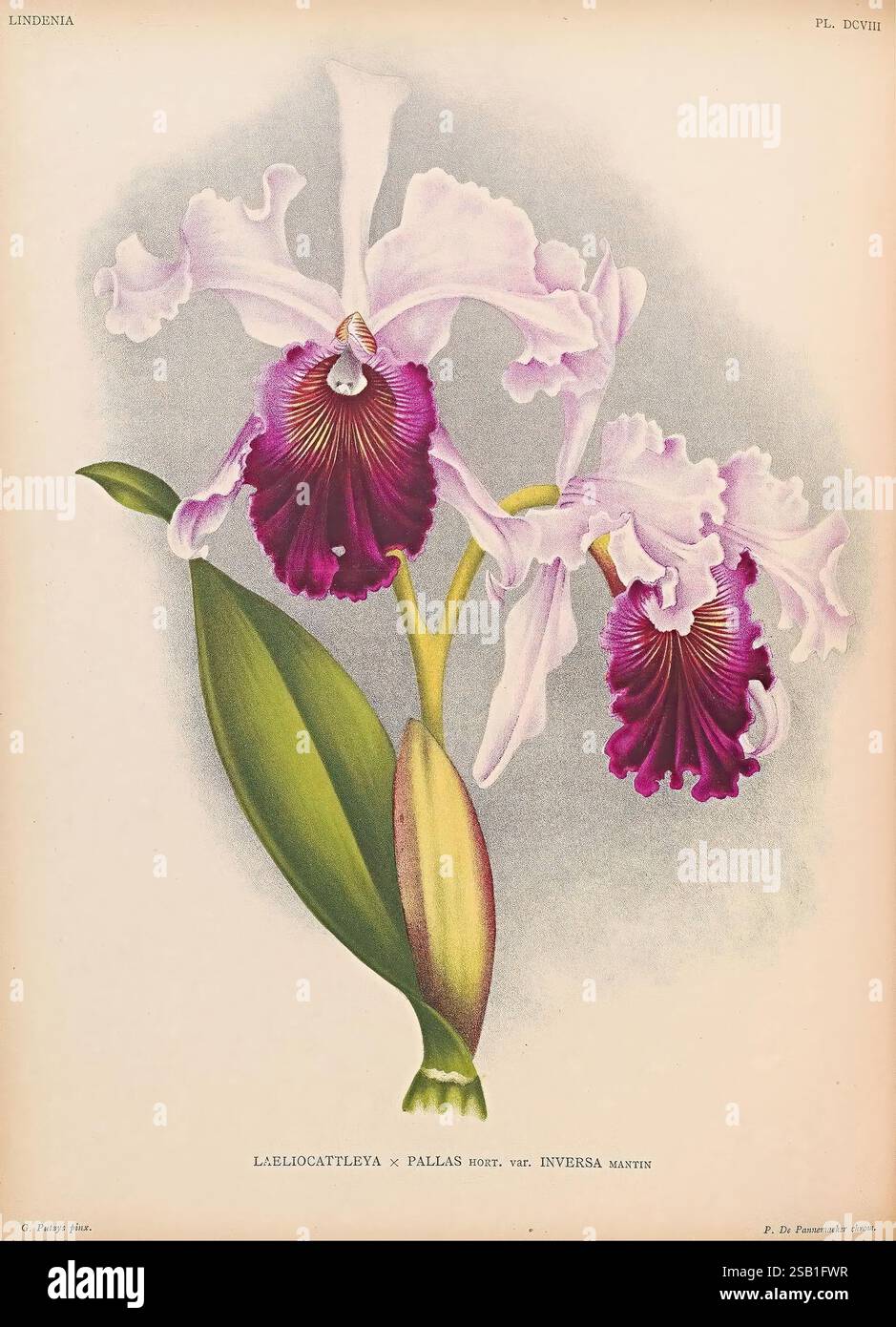 Lindenia, Gand [Belgio], impr. F. Meyer-van Loo, 1885-1906, classificazione, guide, identificazione, nomenclatura, nomenclatura popolare, Orchidaceae, orchidee, opere pittoriche, terminologia, Una splendida rappresentazione dell'orchidea ibrida Labellocattleya x Pallas, che mostra la sua complessa bellezza. Il fiore presenta sorprendenti petali bianchi e viola profondi, elegantemente disposti con una texture arricciata che aggiunge alla sua delicatezza. Il labbro centrale del fiore mostra motivi intricati, attirando l'attenzione dello spettatore. Le foglie verdi rigogliose offrono un contrasto vivido, migliorando la composizione generale e l'alto Foto Stock