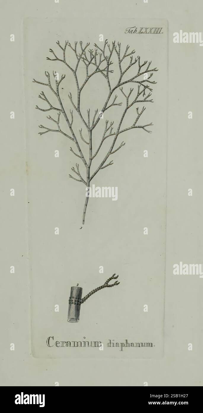 Hydrophytologiae Regni Neapolitani Icones Neapoli Ex Typographia Cataneo et Fernandes 1829 alghe del Regno di Napoli opere pittoriche Cryptogamia Ceramium Diaphanum, un'illustrazione raffigurante una struttura delicata e intricata simile a un ramo etichettata "Ceramium diaphanum". L'opera d'arte mostra i dettagli raffinati dei motivi ramificati, enfatizzando le sue caratteristiche botaniche. Nella parte inferiore dell'illustrazione si trova un piccolo oggetto metallico, possibilmente uno strumento o uno strumento scientifico, che aggiunge uno strato di contesto allo studio di questa particolare alga marina. La presentazione generale mette in evidenza la bellezza Foto Stock