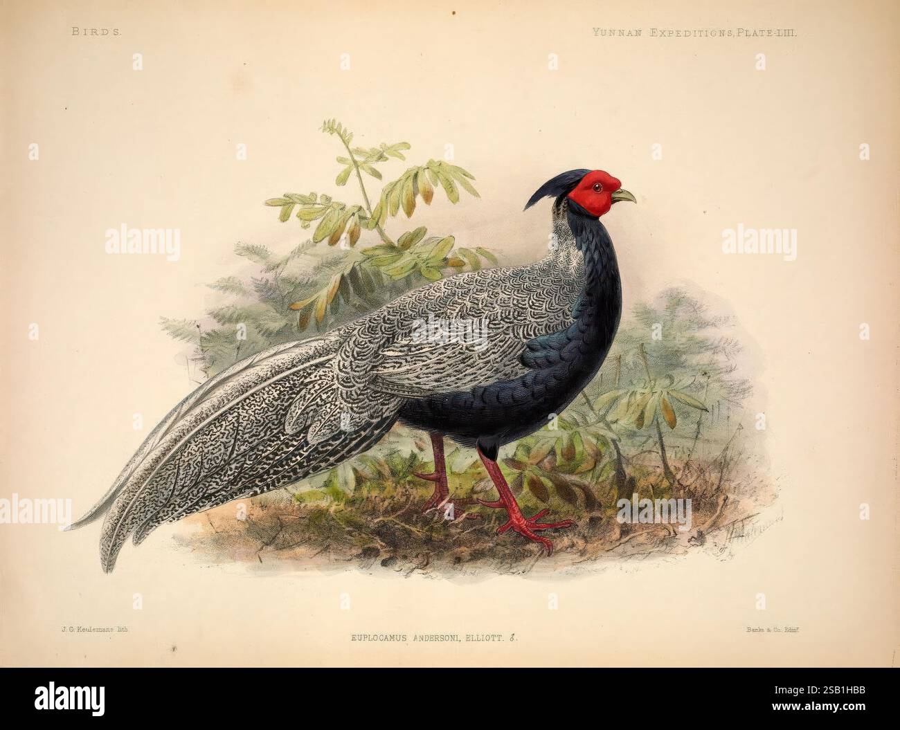 Ricerche zoologiche anatomiche v.2. 1878. China Zoology Yunnan Province, Un uccello splendidamente illustrato che assomiglia a un fagiano si erge graziosamente tra le lussureggianti foglie. La vivace cresta rossa in cima alla sua testa contrasta sorprendentemente con il suo piumaggio scuro, caratterizzato da motivi intricati. Le piume allungate della coda si aprono elegantemente dietro di essa, mostrando marcature dettagliate. Le gambe sottili dell'uccello sostengono la sua posizione avvelenata, mentre lo sfondo suggerisce un habitat naturale, aggiungendo profondità a questa accattivante rappresentazione. Foto Stock