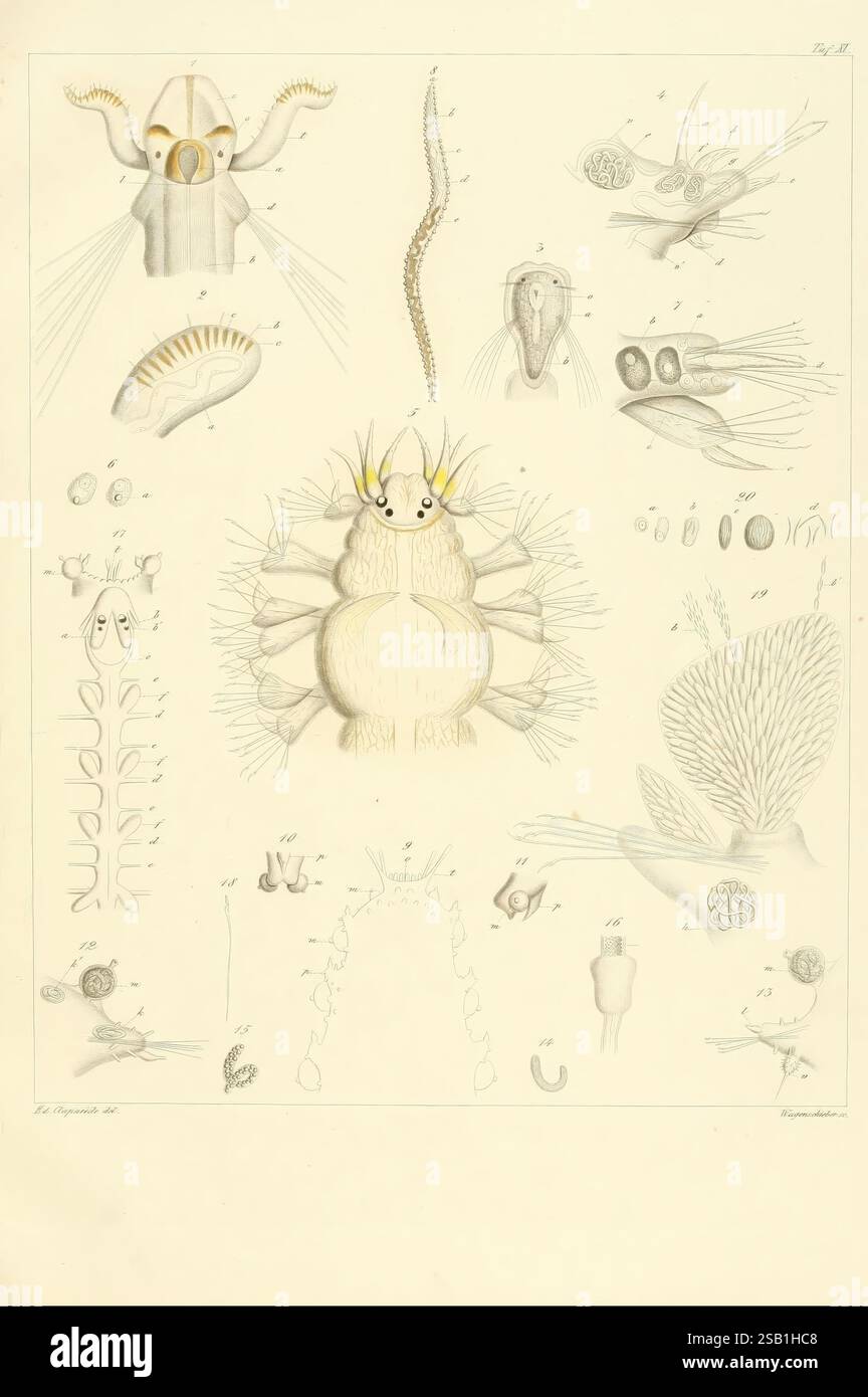 Beobachtungen über Anatomie und Entwicklungsgeschichte wirbelloser Thiere, Lipsia, Wilhelm Engelmann, 1863, Francia, anatomia, Normandia, invertebrati, invertebrati marini, l'illustrazione mostra vari organismi marini e forme di vita microscopiche. Al centro si trova una dettagliata rappresentazione di un granchio stilizzato, che ne mostra in modo prominente le caratteristiche, tra cui artigli e antenne. Intorno ad esso si trovano diverse illustrazioni più piccole che mostrano diverse specie, tra cui una gamma di zooplancton, vermi segmentati e altre creature acquatiche. Ogni organismo è etichettato con riferimenti numerici, indicanti Foto Stock