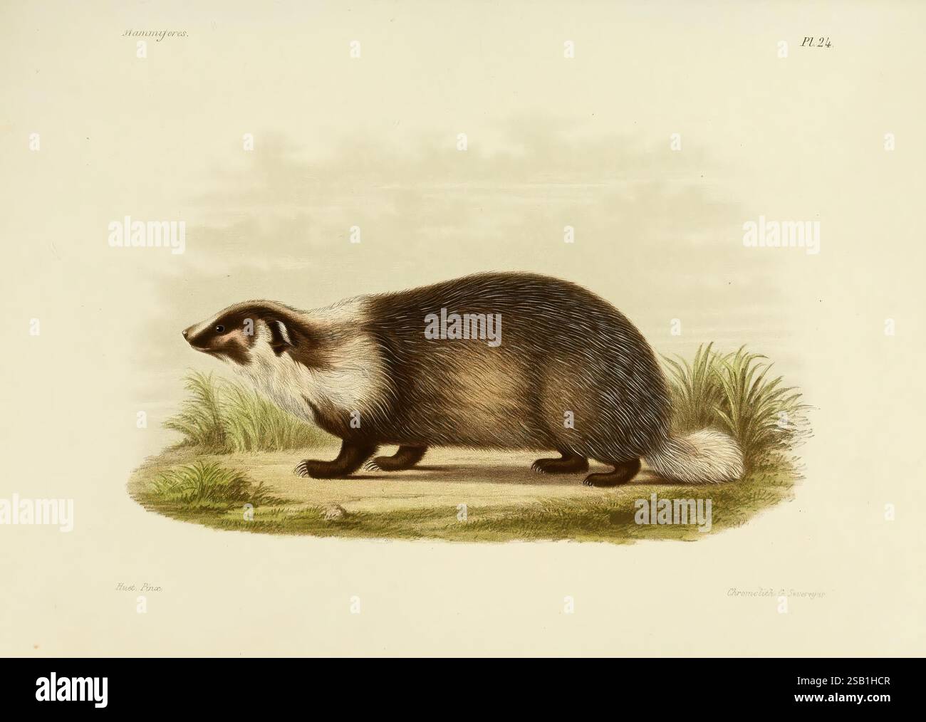 Recherches pour servir à l'histoire naturelle des mammifères, Parigi, G. Masson, 1868-1874. Mammiferi, un'illustrazione di un tasso europeo, raffigurato in un profilo laterale per evidenziarne le caratteristiche peculiari. Il corpo robusto del tasso è ricoperto di pelliccia grossa, con un mix di tonalità grigio e marrone. I marcatori facciali bianchi si estendono dal muso alle orecchie, accentuando la sua espressione di allarme. L'animale è posizionato su una superficie naturale, circondata da erba, che ne migliora il collegamento con un habitat boschivo. Questa illustrazione cattura l'essenza del carattere fisico del distintivo Foto Stock