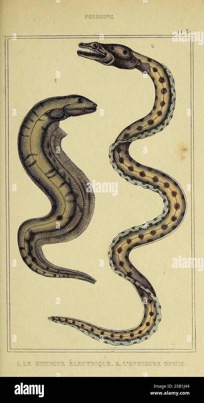 Oeuvres du comte de Lacépède Paris P. Duménil 1836 storia naturale opere pittoriche vertebrati Zoologia tartarughe lucertole rane pesci serpenti, l'illustrazione presenta due tipi distinti di creature acquatiche allungate comunemente associate agli ambienti d'acqua dolce. A sinistra, una rappresentazione di un'anguilla elettrica, caratterizzata dal suo corpo liscio e allungato e dalla mancanza di pinne, suggerisce il suo adattamento unico per la generazione di cariche elettriche. Sulla destra, una rappresentazione di un'anguilla di murene mostra un corpo più testurizzato adornato da un motivo di macchie o strisce, evidenziandone la forma a serpentina e il ballo Foto Stock