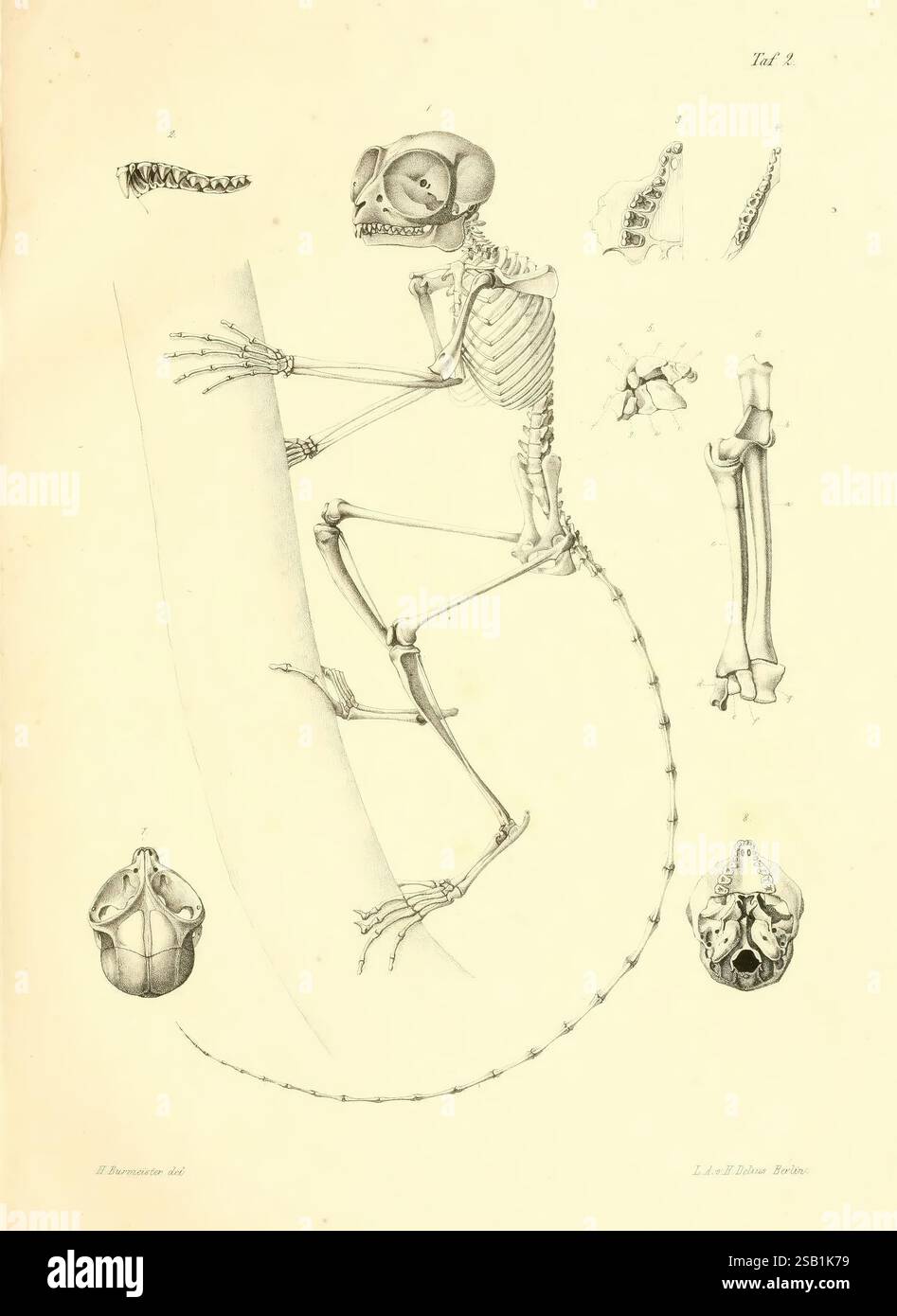 Beiträge zur näheren Kenntniss der Gattung Tarsius, Berlino, G. Reimer, 1846, tarsiers, Tarsius, l'illustrazione presenta uno studio anatomico dettagliato di uno scheletro primato, che mostra varie viste e componenti della struttura scheletrica. Al centro della composizione vi è un profilo laterale del primate in posizione seduta, che illustra la curvatura della colonna vertebrale, degli arti e della coda. Intorno alla figura principale sono presenti raffigurazioni più piccole che evidenziano ossa specifiche, tra cui il cranio, le vertebre e i segmenti degli arti. Ogni elemento è meticolosamente etichettato, sottolineando la complessità dell'anatomia. Questo W Foto Stock